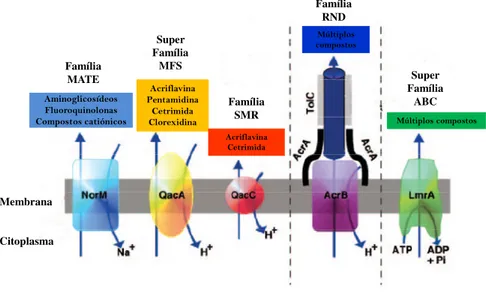 Figura 4 - Esquema das cinco classes representativas das respectivas famílias de bombas de efluxo  (Adaptado de Piddock et al., 2006)