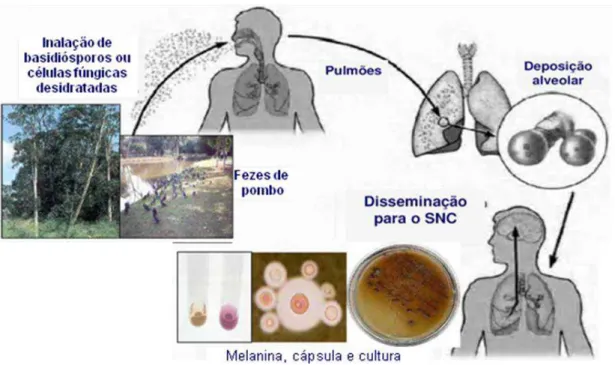 Figura  2.2.  Percurso  provável  da  disseminação  de  Cryptococcus  neoformans  como  agente  etiológico  da  criptococose  (Adaptado  de  http://www.bmolchem.wisc.edu/labs/hull/ 