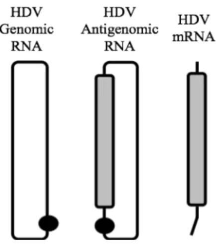 Figure 2: Schematic representation of three HDV RNA species.  The HDV genomic RNA is a single- single-stranded  circular  RNA  with  1700  nucleotides