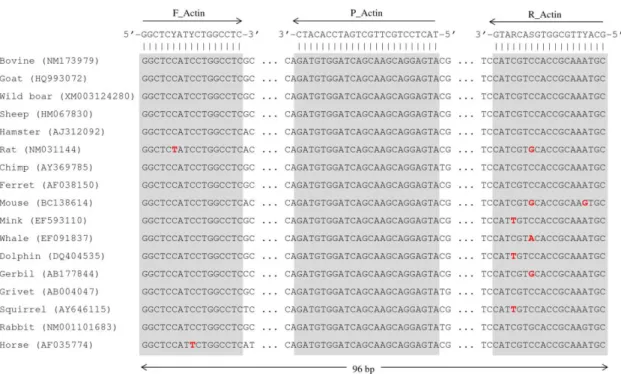 Figure 2.2. Complementary targets of the MTC-specific IS6110-targeted probe and  flanking  primers