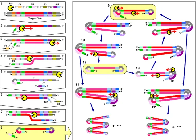 Figure 1.7.  Schematic representation of Loop-mediated isothermal amplification assay  (original drawing by Pedro Costa)