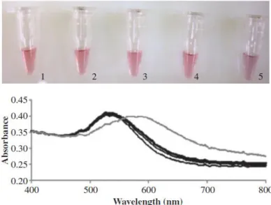 Figure  1.9.  Gold  nanoprobe  assay.  Colorimetric  assay  (above)  and  respective  spectrophotometry (below) for the  Mycobacterium tuberculosis complex (MTC) probe  (black  lines  represent  the  red  solutions  associated  with  complementary  target: