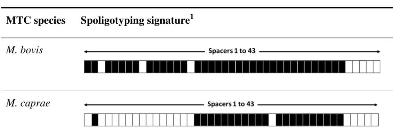 Figure  1.11.  Illustration  of  a  spoligotype  profile  (M.  caprae)  and  its  correspondent  binary code