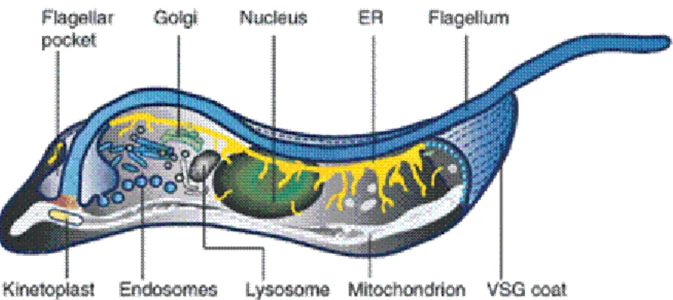 Figure 1.4  –  The basic structure of T. brucei.  