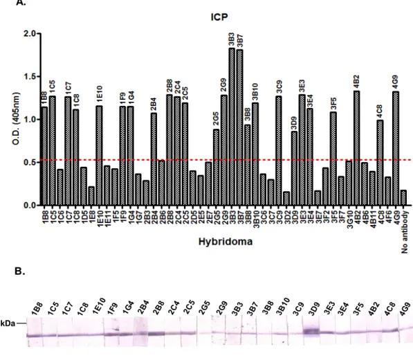 Figure  3.3  –  Screening  for  anti-ICP  antibody  producing  hybridomas  by  ELISA  and  Western  Blotting