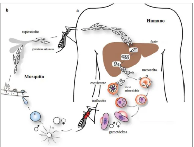 Figura 1 - Ciclo de vida do Plasmodium falciparum. a – Hospedeiro humano; b – Hospedeiro mosquito