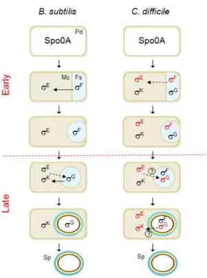 Figure  2  -  Morphological stages and compartmentalized gene expression of B. subtilis  and  C