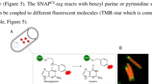 Figure 5 - The SNAP Cd  technology extended to C. difficile. A: Schematic representation of SNAP Cd  labelling