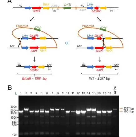 Figure 8 - ACE mutagenesis of tcdR gene in the 630 Δ erm Δ pyrE strain. A: The goal of this mutagenesis is to replace  the wild type gene by the truncated version