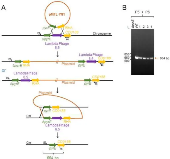 Figure 9 - pyrE reversion using the ACE system. A: In this case, reversion of the pyrE -  allele to the WT is seeked  in  the 630 Δ erm Δ pyrE Δ tcdR strain