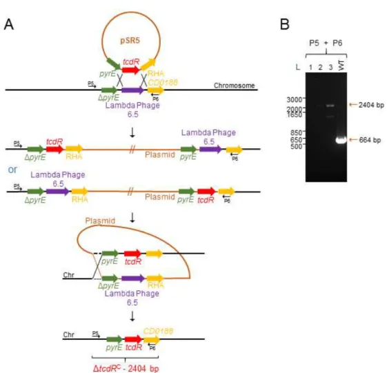 Figure 10 - tcdR complementation using the ACE system. A: in trans complementation of the tcdR allele in the  630ΔermΔpyrEΔtcdR strain