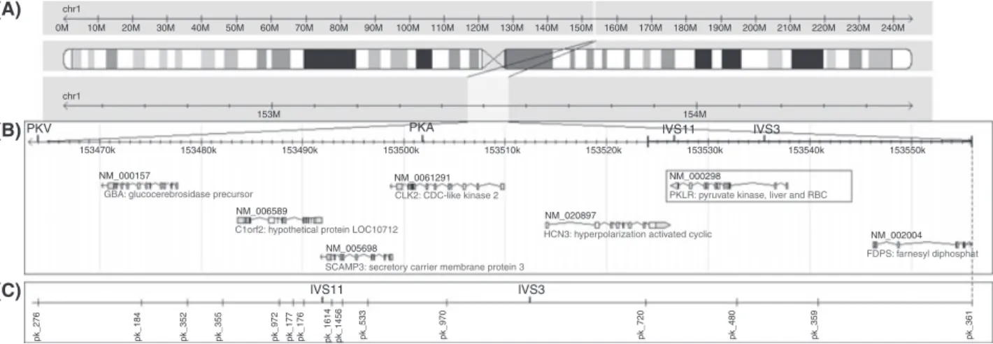 Fig 1. The 95 kb fragment analysed in this study, including PKLR gene. (A) Localization in chromosome 1q21; (B) The 4 STR loci (PKV, PKA, IVS11 and IVS3) genotyped in the present study and genes near PKLR; (C) The 15 SNP loci analysed spread along a region