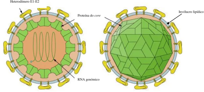 Figura 1. 1 - Representação esquemática da estrutura do virião, com indicação dos constituintes  (adaptado de http://www.hcvdb.org/index)