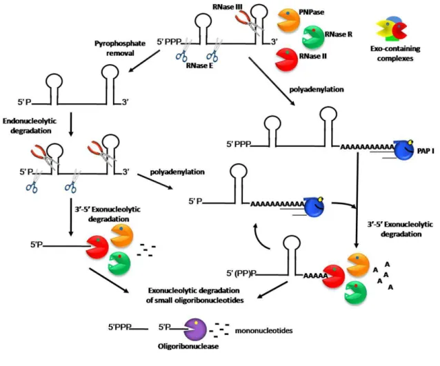 Fig. 1 - Model of RNA degradation pathways in E. coli. 