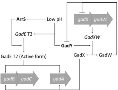 Fig. 2 - Simplified model of the gad system regulatory network.