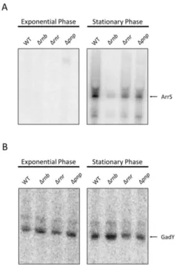 Fig. 6 -  Growth phase expression of acid response related sRNAs in the WT, Δ rnb , Δ rnr  and Δ pnp strains