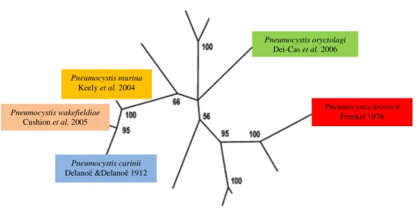 Figura  2  –  Árvore  filogenética  do  género  Pneumocystis,  demonstrando  as  cinco  espécies  a  partir  da  análise de sequências nucleotídicas dos genes mtLSU rRNA e mtSSU rRNA