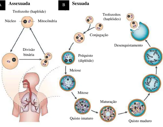 Figura 4 – Representação do ciclo de vida de Pneumocystis spp. A - Reprodução assexuada, por divisão  binária ou endogenia; B - Reprodução sexuada, por conjugação (Adaptado de Helweg-Larsen et al