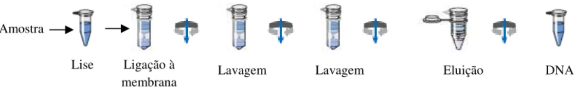 Figura 10 - Representação esquemática da extracção de DNA (Adaptado do protocolo de extracção de  DNA – QIAamp ®  DNA Mini Kit - Qiagen)