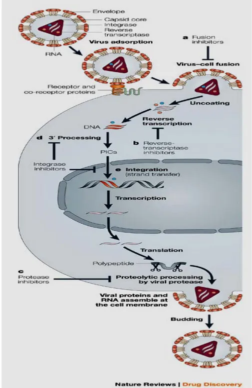 Figura 1:Ciclo replicativo do VIH-1 e alvos terapêuticos dos anti-retrovirais. 