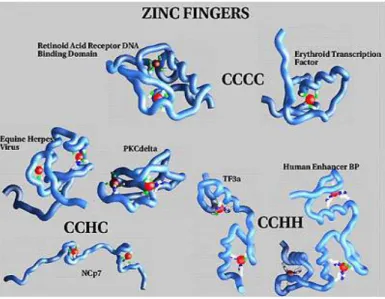 Figura 4: Diferentes, estruturas dedos de zinco. 