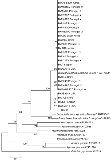 Fig. 3. Maximum likelihood cellulase phylogenetic tree based on nucleotide sequences of 26 isolates of B