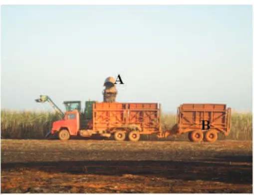 Figura 20: Colheita mecanizada: transporte da cana. Minas Gerais, 2011. 