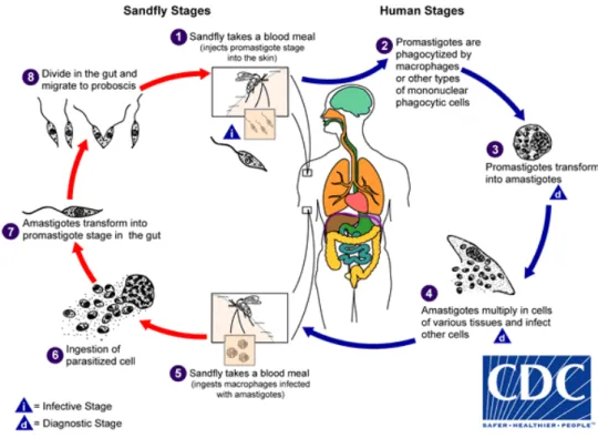 Figura 4 - Ciclo de vida de Leishmania spp. (CDC, 2016)  