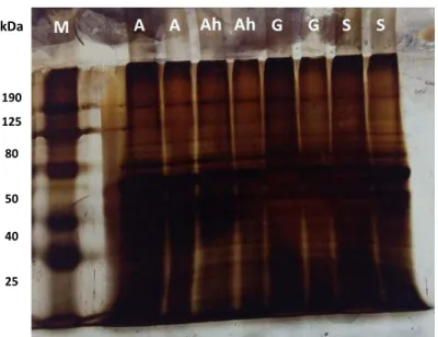 Figura  9  -  Perfil  proteico  total  dos  extratos  de  de  Leishmania.  Os  extratos  (500  μg/ml)  de  promastigotas de espécies cutâneas de Leishmania  foram sujeitos a electroforese em gel de  poliacrilamida  corado  com  nitrato  de  prata