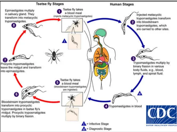 Figure 2: Schematic illustration of the life cycle of Trypanosoma brucei (CDC 2015). 
