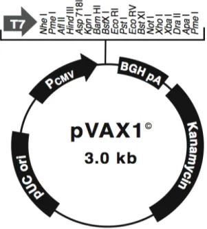 Figure 6: Schematic representation of the plasmid pVAX1 (Invitrogen 2002). 