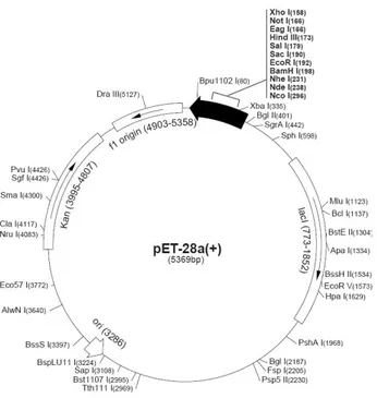 Figure 7: Schematic representation of the plasmid pET28a (Novagen 2003). 