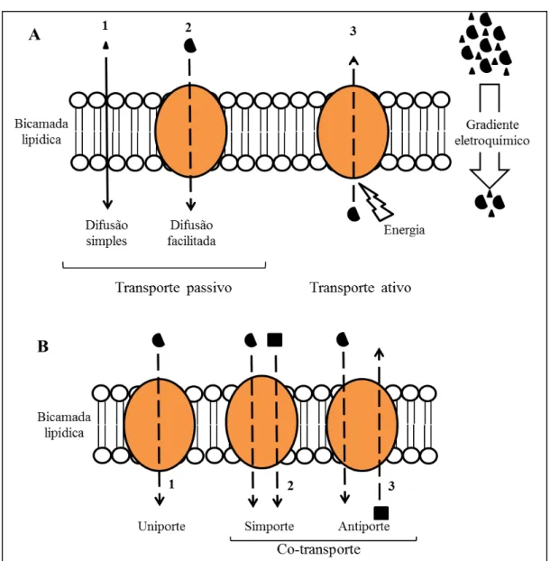 Figura 1. Transporte de iões através da membrana. A- Transporte ativo e passivo. B- Transporte de uma ou  mais  moléculas