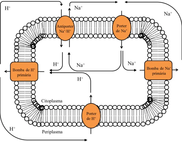 Figura 2. Representação do transporte de Na +  e de H +  que ocorre em algumas  membranas bacterianas