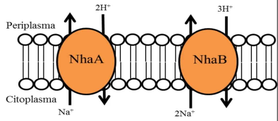 Figura 3. Antiporters Na + /H +  NhaA e NhaB de E. coli (Adaptado de Padan et al.  