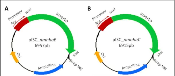 Figura  7.  Representação  do plasmideo  pISC-2 usado neste  trabalho.  A- pISC-2  com  o nmnhaE  inserido