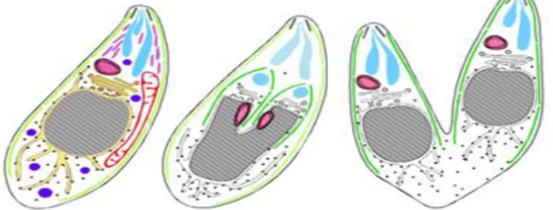 Figura  3.  Diagrama  de  endodiogenia  do  taquizoíto  de  Toxoplasma.  Gondii  (adaptado  de  http://jcs.biologists.org/content/121/9/1559/F1.expansion.html acedida a 28 de Março de 2013)