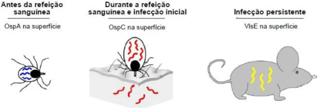 Figura 3. Expressão dos diferentes genes ospA, ospC e VlsE, que codificam as respetivas  proteínas com o mesmo nome, durante o desenvolvimento da infeção [Adaptado de Tilly  et al., 2008]