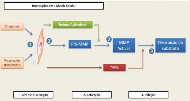 Figura  4  –  Controlo biológico das MMP. De forma resumida, as MMP podem ser controladas em 3  pontos críticos: (1) na estimulação da sua  síntese e secrecção; (2) na activação das pró-enzimas; e (3) na  inibição  das  MMP  activas  (adaptado  de  Cawston