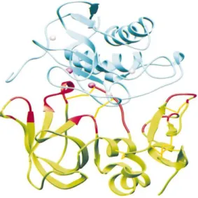 Figura  5  –   Representação  cristalográfica  do  complexo  MMP-TIMP.  O  complexo  formado  pela enzima (em cima, fita azul) e o inibidor (em  baixo,  fita  verde),  mostrando  também  as  zonas  do inibidor que distam menos de 5 Å da enzima  (zonas a ve