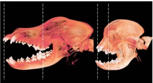 Figure  1:  Three-dimensional  CT  reconstruction  of  a  dolichocephalic  (left)  and  brachycephalic (right) skull (Oechtering et al., 2008)
