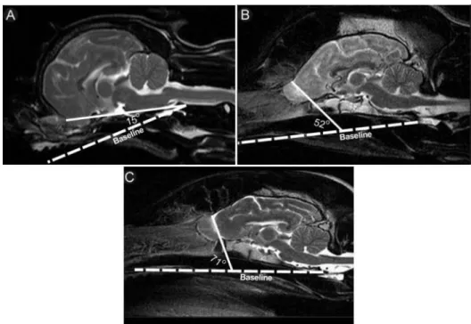 Figure 3: Sagittal T2-weighted MRI images illustrating typical olfactory bulb angles associated with  brachycephalic (A), mesaticephalic (B) and dolichocephalic (C) head conformations
