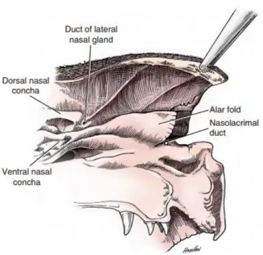 Figure 6: Rostral aspect of nasal cavity (Evans, 2013). 