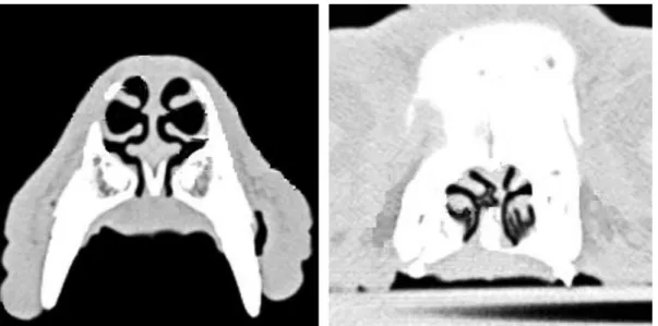 Figure  10:  Transverse  CT  scans  of  a  German  shepherd  dog  nose  (left)  and  of  a  pug  nose  (right), with severe deviation of the nasal septum and RACs present on its concave side