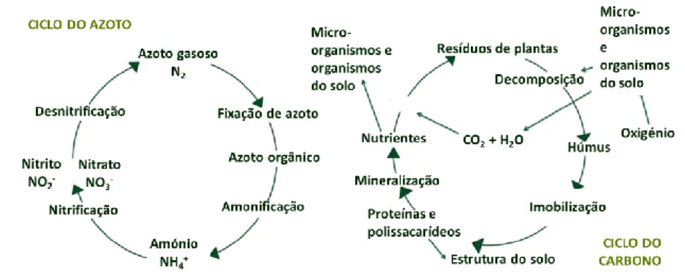 Fig. 3. Ciclo de nutrientes no solo