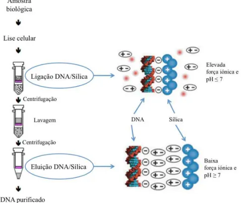 Figura 5 – À esquerda pode ser observada a sequência do protocolo de extracção utilizado e à direita o pormenor das ligações  electrostáticas que ocorrem entre o DNA e as partículas de sílica