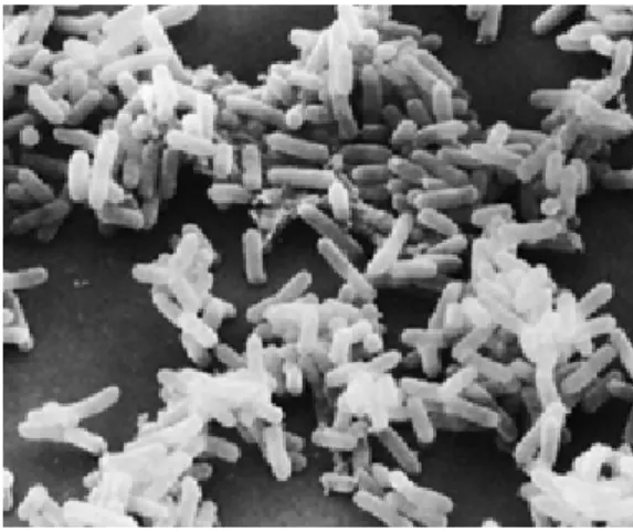Figura 1 - Fotografia de microscopia electrónica de colónias de  E. coli  (x14000) (adaptado de 101).