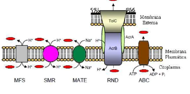 Figura 4 – Representação esquemática e simplificada das cinco famílias de bombas de efluxo  bacterianas (MFS, SMR, MATE, RND, ABC) (adaptado de 53)