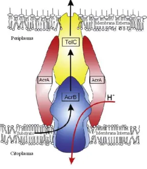 Figura 5 – Representação esquemática do sistema de efluxo tripartido AcrAB-TolC de  E