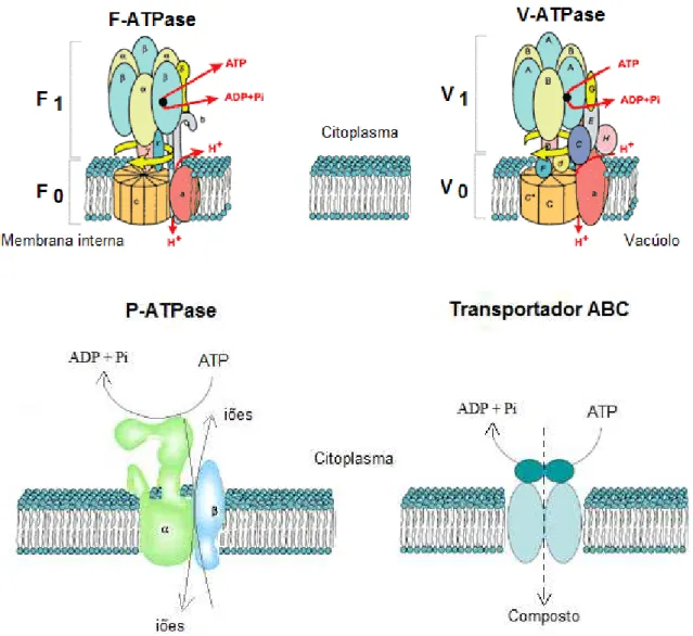 Figura 7 - Estrutura das ATPases de transporte.